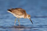 Western Willet