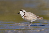 Snowy Plover