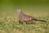 Zebra Dove