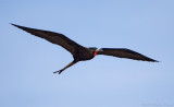 Magnificent Frigatebird