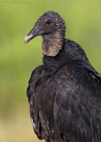 Black Vulture