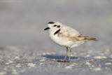 Snowy Plover