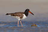 American Oystercatcher