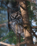 Boreal Owl             (Aegolius funereus)