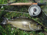 Small-mouthed bass caught on a Grey Wulf