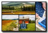 Maine Blueberry Country Collage