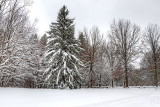 Winter in Emery Park 