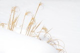West Falls Winter Grass
