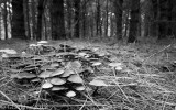 Plein de champignons_Full of mushrooms