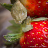 strawberries...