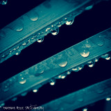 Rule of Thirds