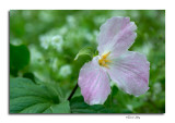Large Flowered Trillium