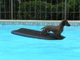 WAKE-BOARDING HOUND