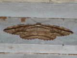 Thysania zenobia (Cramer,1777) ??