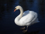 icy swans  lakes 006.jpg