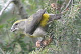 Red Crossbill female