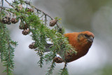 Red Crossbill male