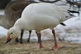 Snow Goose