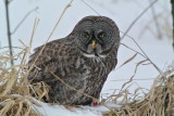 Great Gray Owl