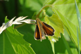 European Skipper (Thymelicus lineola )