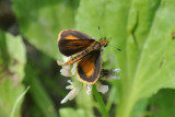 Least Skipper ( Ancyloxypha numitor )