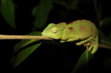 Reptiles and more of Madagaskar