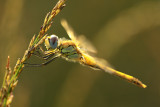 Zwervende Heidelibel