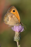 Oranje zandoogje 