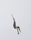 Cancun 2012-Diving Pelican