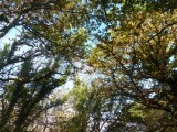 Tree view