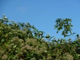 Llanmadoc hedge