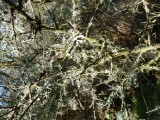 Pretty lichens