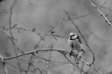 sikorka modraszka,(Cyanistes caeruleus)Common Blue Tit