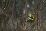 Dzwoniec,Chloris chloris,Greenfinch