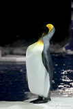 King Penguin