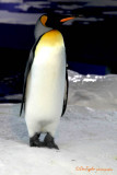 King Penguin