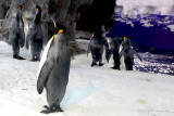 King Penguin