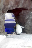 Gentoo Penguin