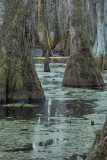 Cypress Swamp - Fall