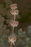 Spider Webs on Salvia Allen Chickering