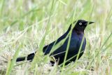 Male Brewers Blackbird