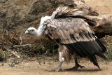 Griffon Vulture