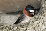 Nesting Cliff Swallows - Masters With Mud