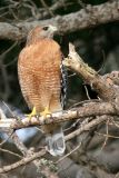 Red-shouldered Hawk