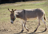 Donkey.