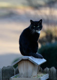 Tuxedo