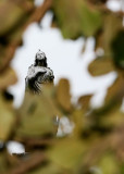Elmwood_0172