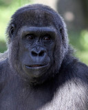 Gorilla
