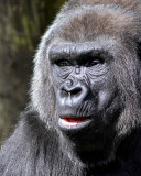 Gorilla1