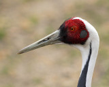 White-Naped Crane